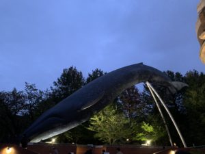 シロナガスクジラ
大きくて、かっこいい