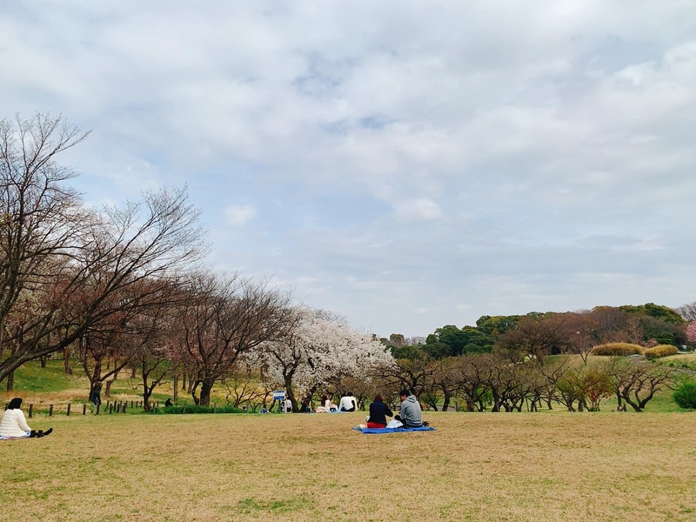 【横浜】根岸森林公園お花見ピクニック