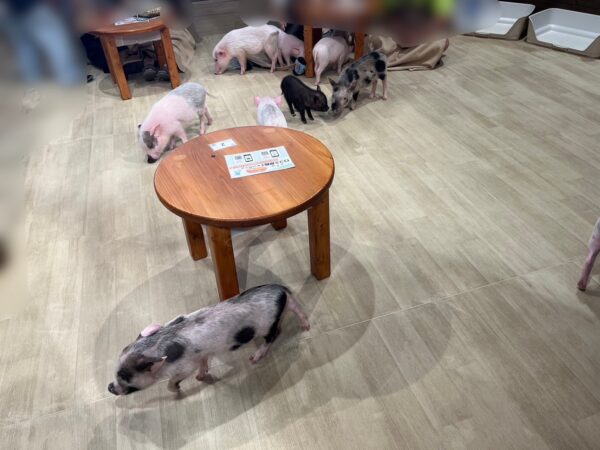 mipig cafe(マイピッグ カフェ)