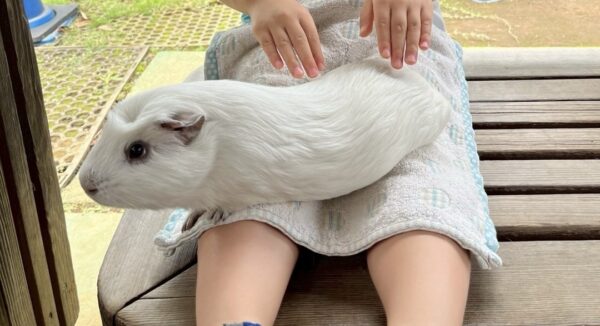 どうぶつふれあい広場